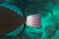 Melichthys vidua