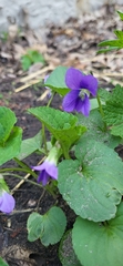 Viola sororia