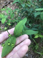 Hypericum nudiflorum