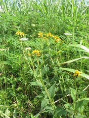 Verbesina helianthoides