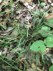 Hypericum nudiflorum