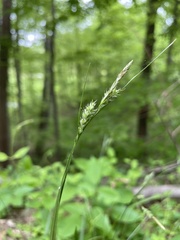 Carex hirtifolia