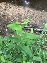 Hypericum nudiflorum