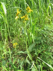 Verbesina helianthoides