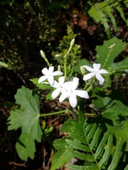 Cnidoscolus stimulosus image