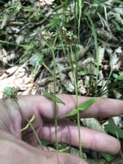 Phlox divaricata laphamii