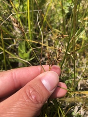 Carex tumulicola