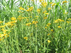 Verbesina helianthoides