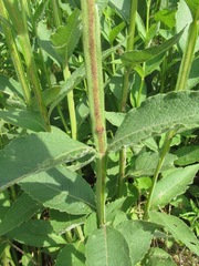 Verbesina helianthoides