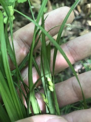 Carex planispicata