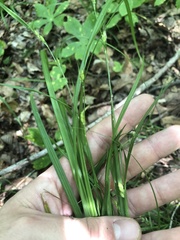 Carex planispicata