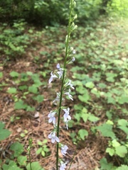 Lobelia appendiculata