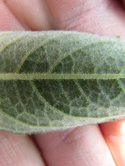 Verbesina helianthoides