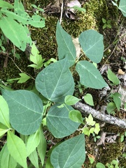 Phaseolus polystachios