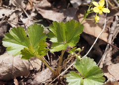 Waldsteinia