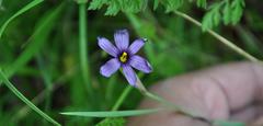 Sisyrinchium