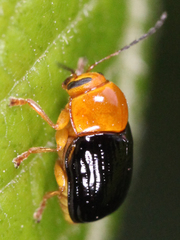 Cryptocephalus nanus