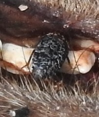 Dermestes undulatus