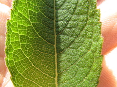 Verbesina helianthoides