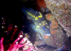 Sebastes nebulosus