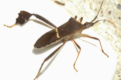 Leptoglossus concolor