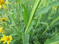 Verbesina helianthoides