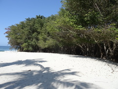 Hippomane mancinella