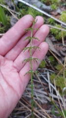Equisetum sylvaticum image