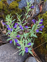 Scutellaria siphocampyloides