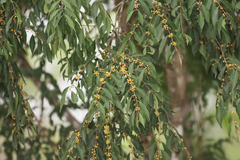Eugenia tikalana