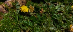 Geum montanum