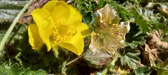 Geum montanum