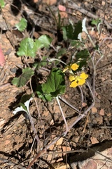 Goodenia hederacea alpestris