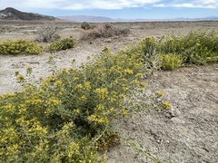 Cleomella obtusifolia