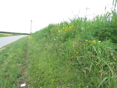 Verbesina helianthoides