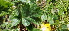 Geum montanum