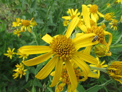 Verbesina helianthoides