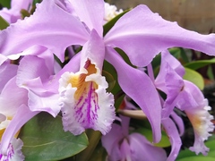 Cattleya mossiae