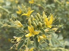 Cleomella obtusifolia