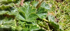 Geum montanum