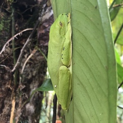 Agalychnis spurrelli