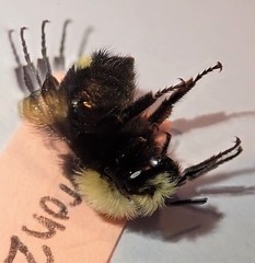Bombus caliginosus