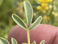 Cleomella obtusifolia