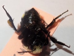 Bombus caliginosus