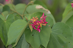 Bauhinia rubeleruziana