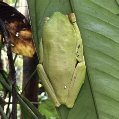 Agalychnis spurrelli