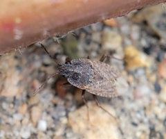 Emblethis vicarius
