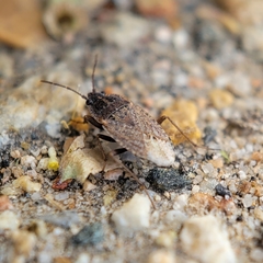 Emblethis vicarius