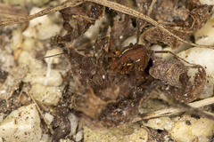 Holovonones compressus