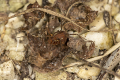 Holovonones compressus
